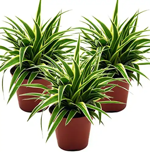 Grünlilie unsere-gaertnerei-mueller (Chlorophytum comosum)