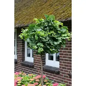 Ginkgobaum PlantaPro Ginkgo-Stämmchen Marieken®