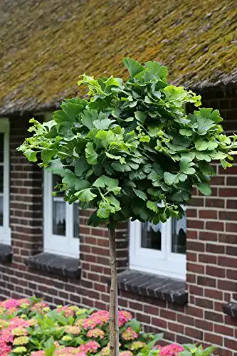 Ginkgobaum PlantaPro Ginkgo-Stämmchen Marieken®