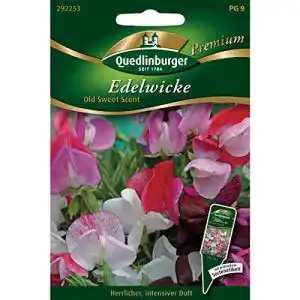 Duftwicken-Samen Quedlinburger Edelwicken, Old Sweet Scent