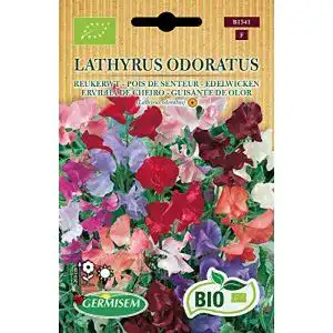 Duftwicken-Samen Germisem Edelwicken LATHYRUS ODORATUS