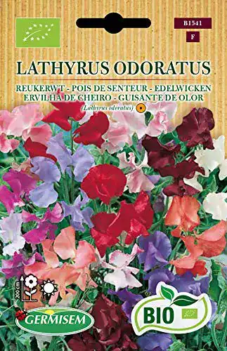 Duftwicken-Samen Germisem Edelwicken LATHYRUS ODORATUS