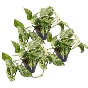 Efeutute unsere-gaertnerei-mueller, Scindapsus, Marble Queen