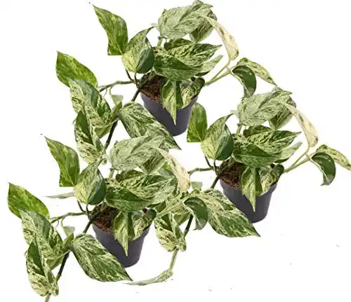 Efeutute unsere-gaertnerei-mueller, Scindapsus, Marble Queen
