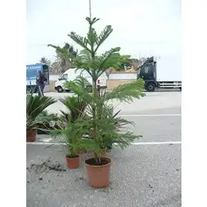 Araukarien JARDINES DE JARAVIA Araucaria Baum * Schmucktanne