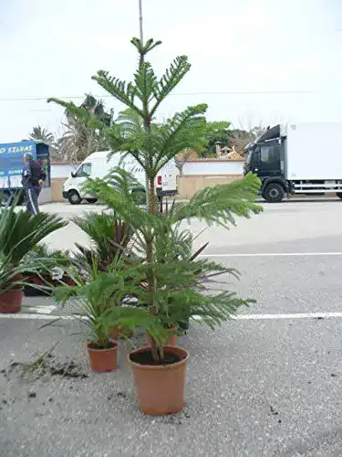 Araukarien JARDINES DE JARAVIA Araucaria Baum * Schmucktanne