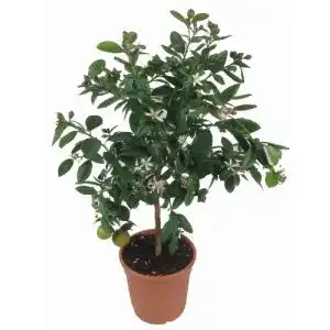 Zitruspflanzen Weseler Kräuterparadies Limettenbaum Lima Verde
