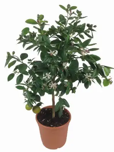 Zitruspflanzen Weseler Kräuterparadies Limettenbaum Lima Verde