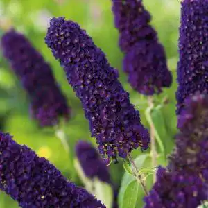 Sommerflieder Garten Schlüter, Schmetterlingsflieder Black Knight