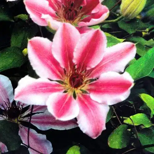 Clematis-Pflanzen PlantaPro Clematis Nelly Moser