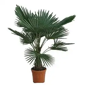 Hanfpalme PflanzenFuchs Winterhart, Trachycarpus fortunei