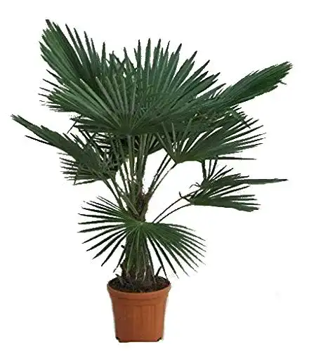 Hanfpalme PflanzenFuchs Winterhart, Trachycarpus fortunei