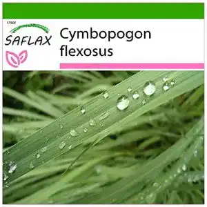 Zitronengras-Samen Saflax, Kräuter, Zitronengras, 50 Samen