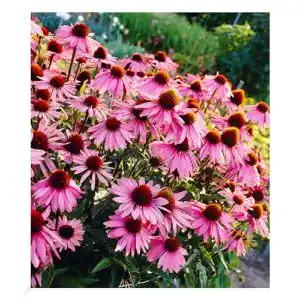 Echinacea-Pflanze BALDUR-Garten GmbH, 3 Pflanzen, mehrjährig