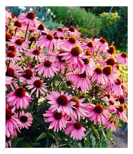 Echinacea-Pflanze BALDUR-Garten GmbH, 3 Pflanzen, mehrjährig