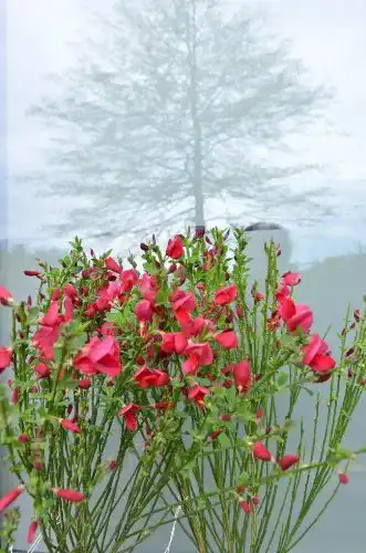 Ginster Plantenwelt Wiesmoor Cytisus scoparius Boskoop Ruby