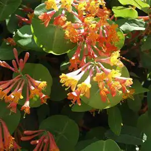 Lonicera Arborix, grüner und billiger! Heckrottii ‘Gold Flame’