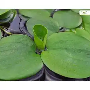 Froschbiss Garnelio Moose & Schwimmpflanzen Aquarien- und Teich