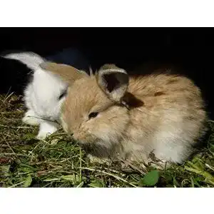 Kaninchen-Heu Sonnenberg Hof Heu 500g Frisches Wiesenheu
