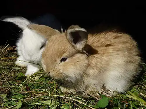 Kaninchen-Heu Sonnenberg Hof Heu 500g Frisches Wiesenheu