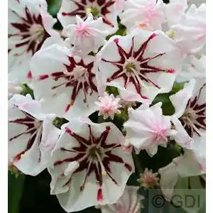Kalmia latifolia PlantaPro Berglorbeer Peppermint 20-25cm