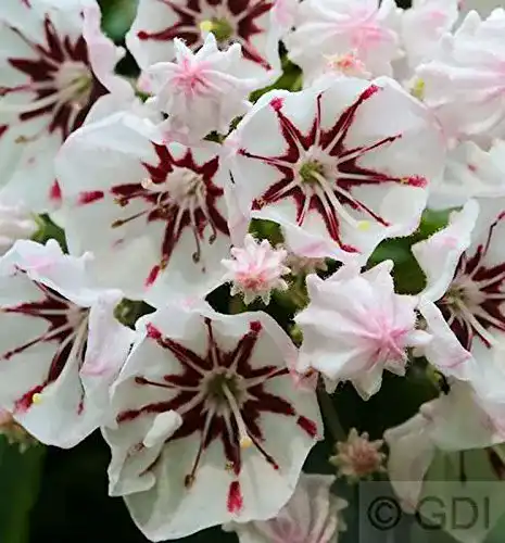 Kalmia latifolia PlantaPro Berglorbeer Peppermint 20-25cm
