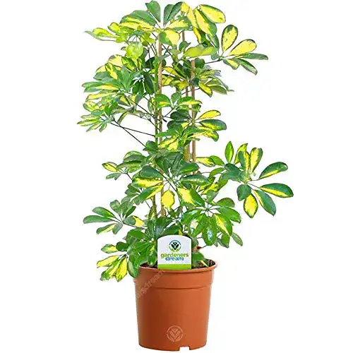 Schefflera GardenersDream 13cm Gerda, 1 Pflanze