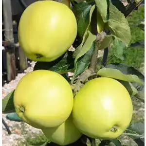 Weißer Klarapfel Müllers Grüner Garten Shop, Sommerapfel