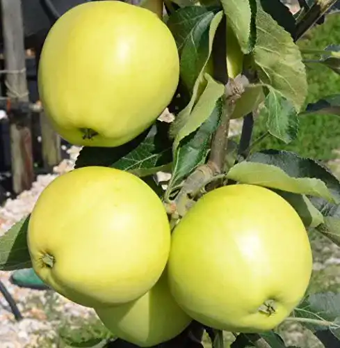 Weißer Klarapfel Müllers Grüner Garten Shop, Sommerapfel