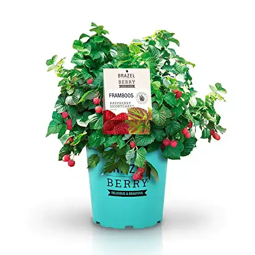 Himbeerstrauch BrazelBerry – delicious & beautiful BrazelBerry