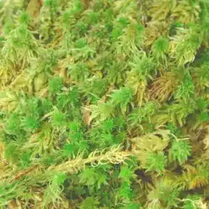 Sphagnum-Moos sphagnum-shop.com Frisches Sphagnum Moos