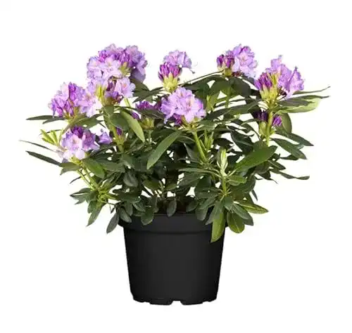 Rhododendron PlantaPro Cataw. Grandiflorum Alpenrose lila