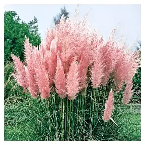 Heckenpflanzen Stauden Gänge 3 x Cortaderia selloana ‚Rosea’