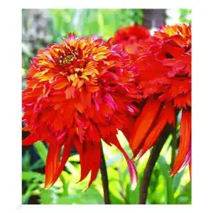 Echinacea-Pflanze BALDUR Garten Duft-Echinacea ‘Hot Papaya’