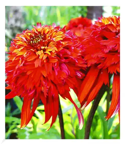 Echinacea-Pflanze BALDUR Garten Duft-Echinacea ‘Hot Papaya’