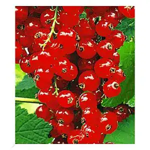 Johannisbeerstrauch BALDUR Garten ‘Rote Rovada’, 1 Strauch