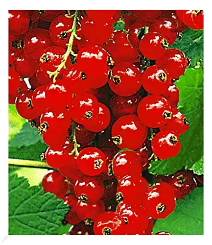 Johannisbeerstrauch BALDUR Garten ‘Rote Rovada’, 1 Strauch