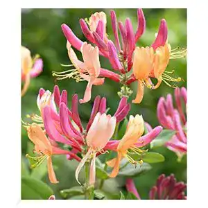 Lonicera BALDUR Garten Geißblatt Goldflame 1 Pflanze, heckrottii