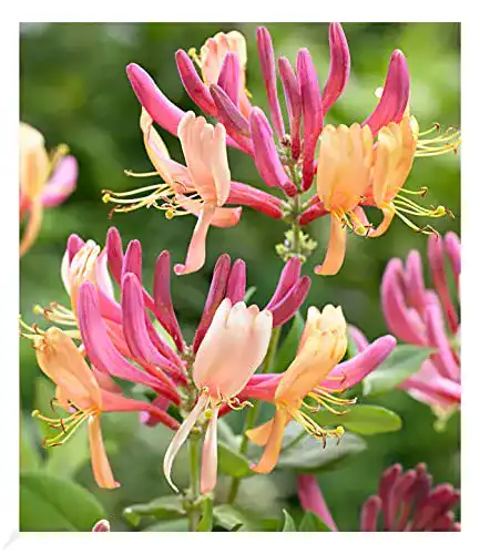 Lonicera BALDUR Garten Geißblatt Goldflame 1 Pflanze, heckrottii