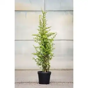 Feuerdorn PlantaPro Red Column, 100-125 cm, im Topf