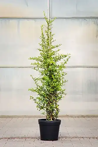 Feuerdorn PlantaPro Red Column, 100-125 cm, im Topf