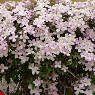 Die beste Kletterpflanze winterhart Native Plants Clematis montana 'Rubens' 2026 Test Bestseller Kletterpflanze winterhart Native Plants Clematis montana ‘Rubens’