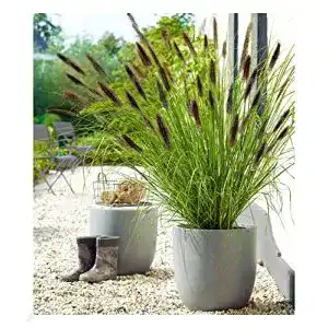 Lampenputzergras BALDUR-Garten GmbH Schwarzes, 1 Pflanze