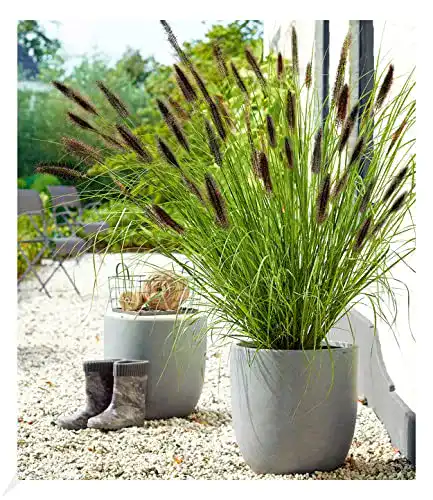 Lampenputzergras BALDUR-Garten GmbH Schwarzes, 1 Pflanze