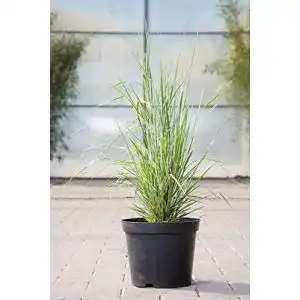 Reitgras PlantaPro Gestreiftblättriges Garten- im 5 Liter Topf
