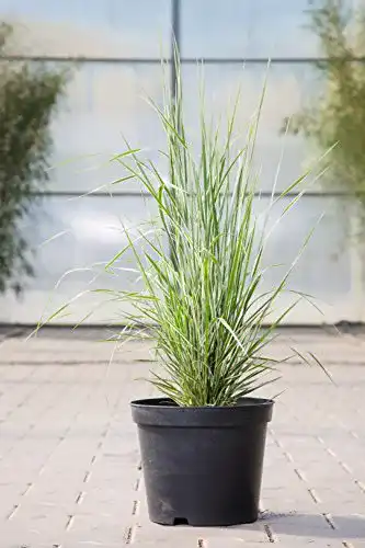 Reitgras PlantaPro Gestreiftblättriges Garten- im 5 Liter Topf