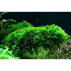 Aquarium-Moos Tropica, Vesicularia dubyana Christmas Nr.003ATC