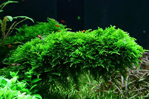 Aquarium-Moos Tropica, Vesicularia dubyana Christmas Nr.003ATC