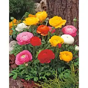 Ranunkeln-Zwiebeln Garten Schlüter ‘Mischung’ 10 Stück