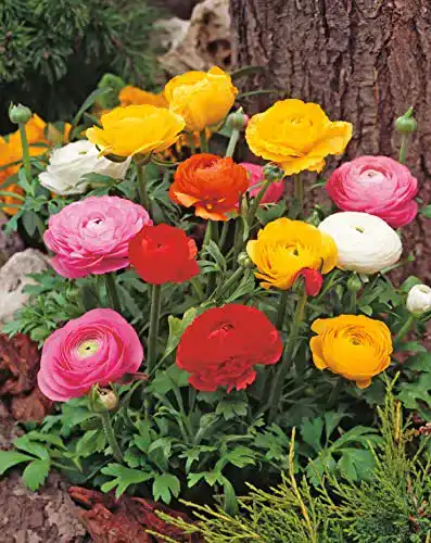 Die beste Ranunkeln-Zwiebeln Garten Schlüter 'Mischung' 10 Stück 2026 Test Bestseller Ranunkeln-Zwiebeln Garten Schlüter ‘Mischung’ 10 Stück